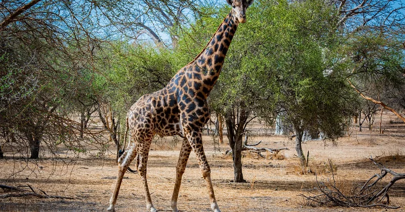 Voyage culturel au Sénégal : la teranga comme fil conducteur